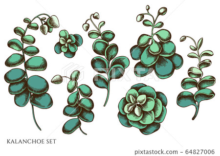 Vector set of hand drawn colored kalanchoe 64827006