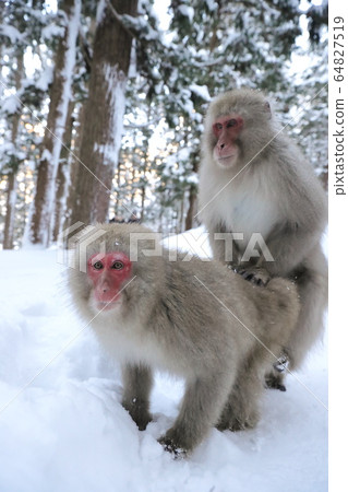 猴子野生猴子 64827519