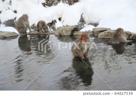Use the monkey open-air bath 64827539
