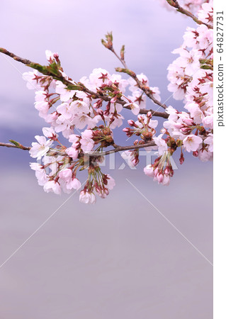 Cherry Blossoms Cherry Blossoms 64827731