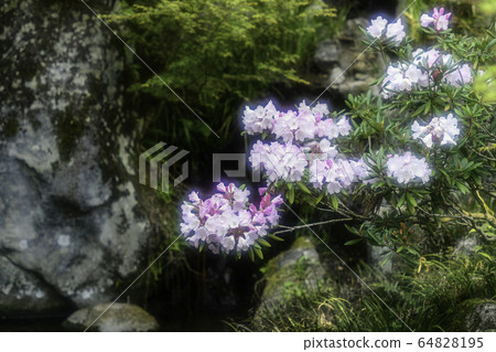 花 64828195
