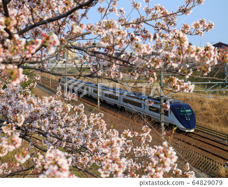 京成電鐵成田Sky Access和盛開的櫻花穿過千葉縣白井市附近的北總線 京成電鐵成田Sky Access和盛開的櫻花穿過千葉縣白井市附近的北總線 64829079