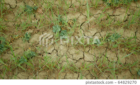 Very drought dry field land wheat Triticum aestivum, drying up soil cracked, climate change, environmental disaster earth cracks, death plants animals, soil degradation, desertification, pea 64829270