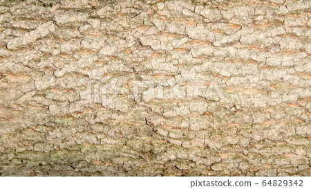 Foto young good tree bark of Elm or aragach Foto young good tree bark of Elm or aragach 64829342