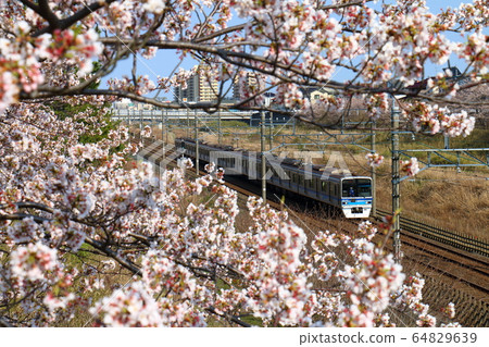 Hokuso Line 7800型Hokuso櫻花Shirai 64829639