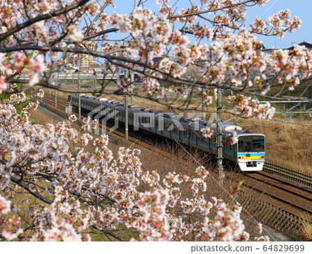 Hokuso Line Hokuso Sakura Shirai Hokuso Line Hokuso Sakura Shirai 64829699