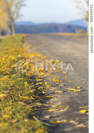 Autumn road inTatras, Slovakia 64830455