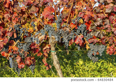 Autumn vineyards in Blatnice pod Svatym 64830484