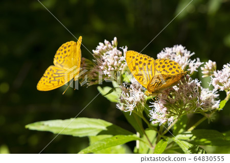 Silver-washed fritillary butterfly in natural Silver-washed fritillary butterfly in natural 64830555