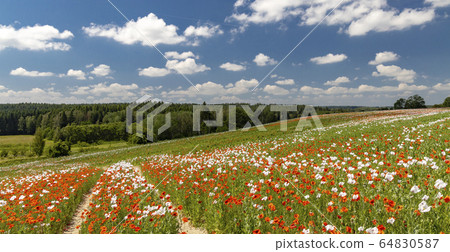 Poppy field, Vysoocina near Zdar nad Sazavou, Poppy field, Vysoocina near Zdar nad Sazavou, 64830587