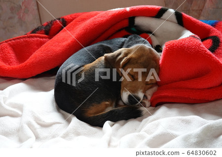 比格犬室內狗中型犬小狗小狗 64830602