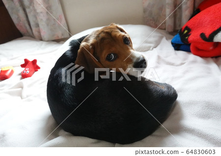 比格犬室內狗中型犬小狗小狗 比格犬室內狗中型犬小狗小狗 64830603