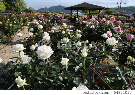 吉海玫瑰公園裡的美麗玫瑰 吉海玫瑰公園裡的美麗玫瑰 64831033