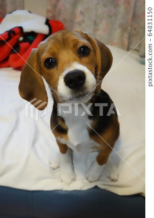 比格犬室內狗中型犬小狗小狗 比格犬室內狗中型犬小狗小狗 64831150