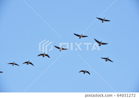 A group of magazines flying in the blue sky (Hokkaido) A group of magazines flying in the blue sky (Hokkaido) 64831272