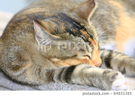 8 Nov 2008 the Street Cat at the island of hong 64831385