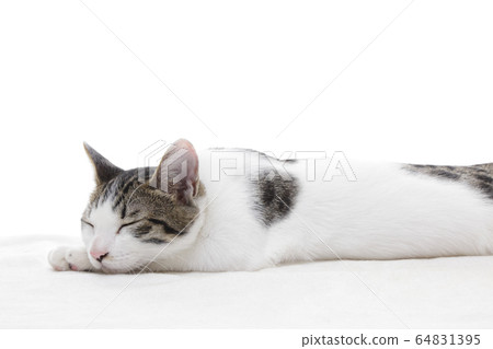 Sleeping kitten 64831395