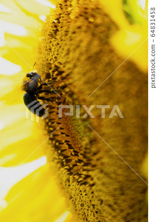 Kumanbachi吸吮向日葵花蜜 64831458