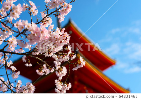 Cherry blossoms in Kiyomizu Temple Cherry blossoms in Kiyomizu Temple 64831463