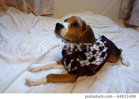 比格犬室內狗中型犬小狗小狗 64831499