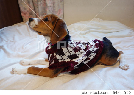 比格犬室內狗中型犬小狗小狗 比格犬室內狗中型犬小狗小狗 64831500