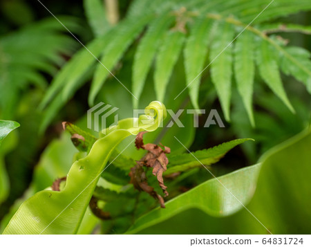 Tropical jungle, tropical paradise Okinawa Tropical jungle, tropical paradise Okinawa 64831724