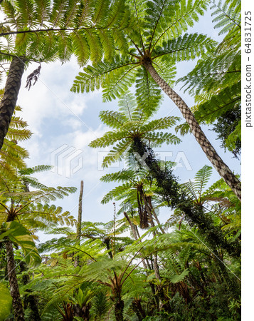 Tropical jungle, tropical paradise Okinawa Tropical jungle, tropical paradise Okinawa 64831725