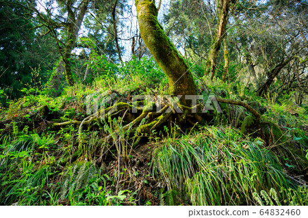 Mori tree roots 64832460