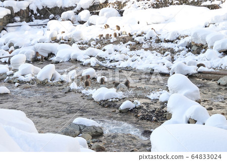 Monkey hot spring child monkey Monkey hot spring child monkey 64833024