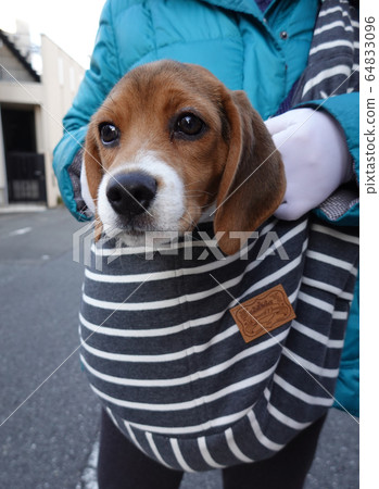 比格犬吊索小狗小狗狗擁抱 比格犬吊索小狗小狗狗擁抱 64833096