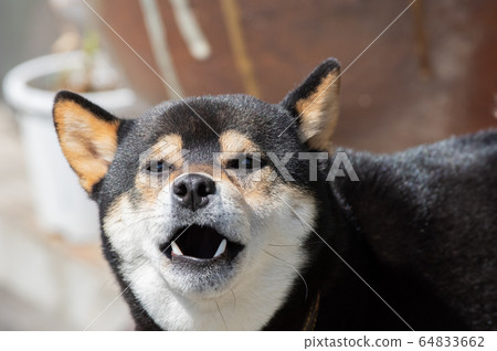 Doggie! Doggie! 64833662