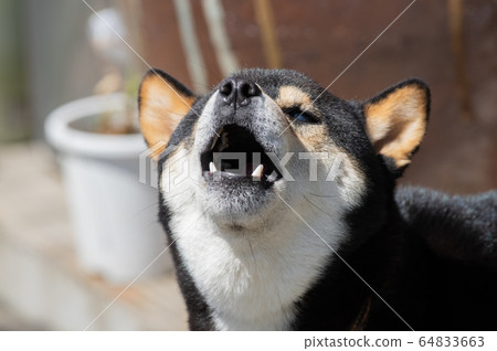 Doggie! Doggie! 64833663
