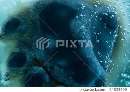 Polar Bear Feet 64833669