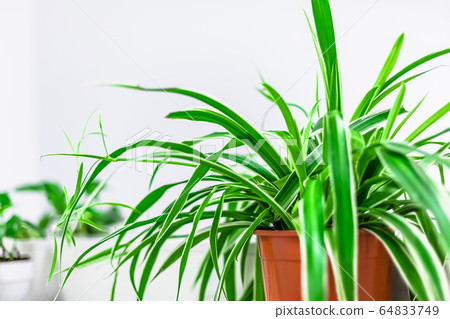 Green plants home decoration on white background 64833749
