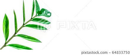 Green plants leaves on white background Green plants leaves on white background 64833750