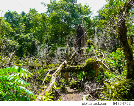 Corcovado National Park, Osa Peninsula, Costa Rica 64834792