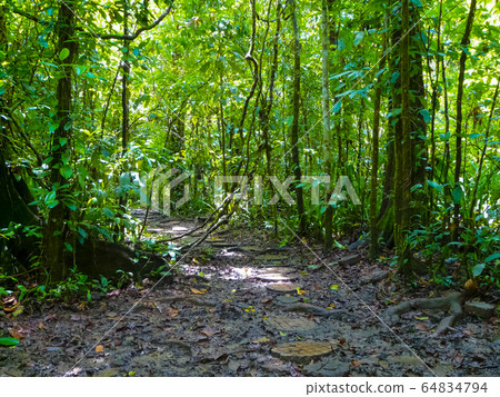 Corcovado National Park, Osa Peninsula, Costa Rica Corcovado National Park, Osa Peninsula, Costa Rica 64834794