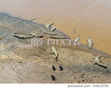 Crocodile, Tarcoles River, Alajuela, Orotina, 64834798