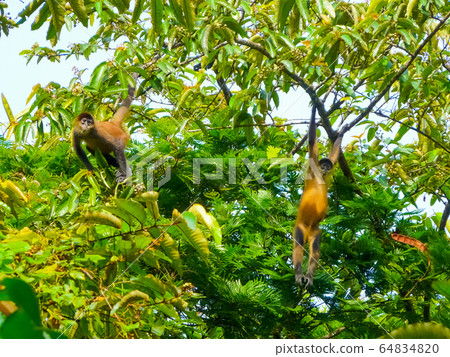 Tortuguero National Park, Limon, Costa Rica 64834820