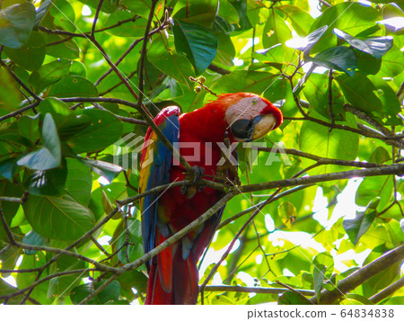 Corcovado National Park, Osa Peninsula, Costa Rica Corcovado National Park, Osa Peninsula, Costa Rica 64834838