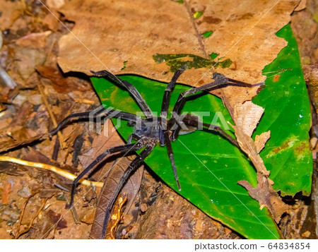 Spider, Corcovado National Park, Osa Peninsula, Spider, Corcovado National Park, Osa Peninsula, 64834854