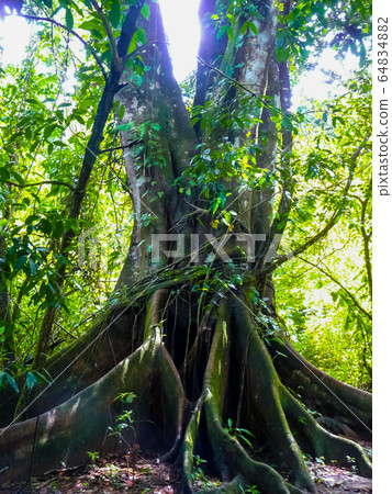 Corcovado National Park, Osa Peninsula, Costa Rica Corcovado National Park, Osa Peninsula, Costa Rica 64834882