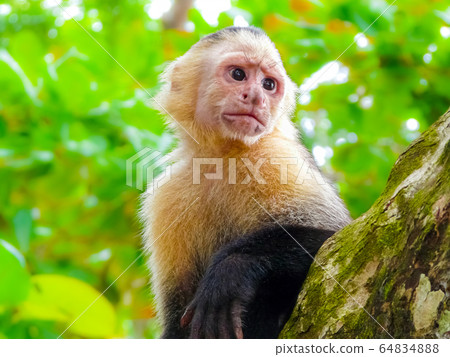 White-faced capuchin monkey, Manuel Antonio White-faced capuchin monkey, Manuel Antonio 64834888