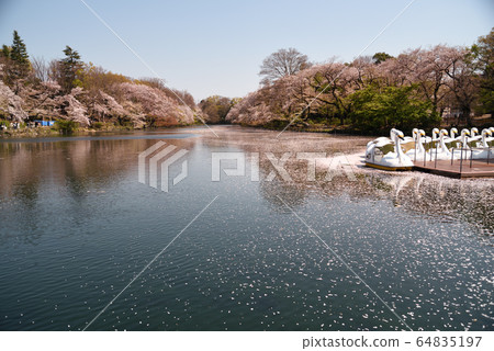 Inokashira Park 1 64835197
