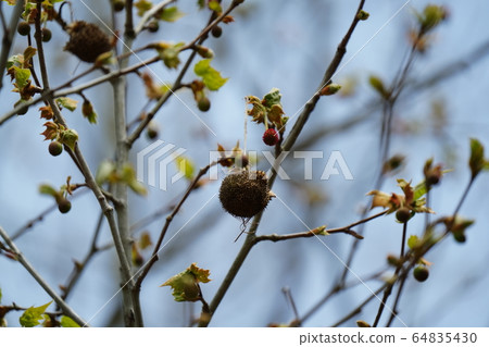 It is mistaken for lizard fruit, April, fresh green, and plane tree. It is mistaken for lizard fruit, April, fresh green, and plane tree. 64835430