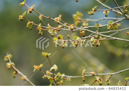 It is mistaken for lizard fruit, April, fresh green, and plane tree. It is mistaken for lizard fruit, April, fresh green, and plane tree. 64835431