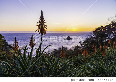 (Shizuoka Prefecture) Nishi-Izu Town Tako / Imayama aloe evening view 64835442