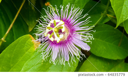 Passion flower, Playa del Carmen, Yucatan, Mexico Passion flower, Playa del Carmen, Yucatan, Mexico 64835779