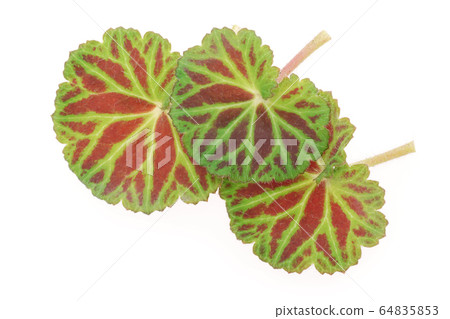 雪下雪下 64835853