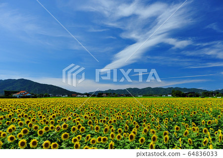 Sunflower field coloring cultivated land: Hikawa Plain (Izumo City, Shimane Prefecture) 64836033